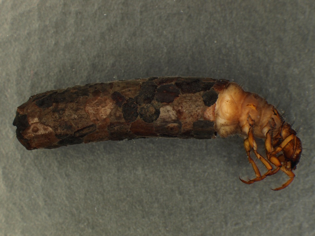 Micropterna lateralis 2